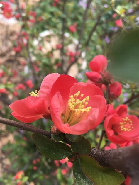 海棠開花